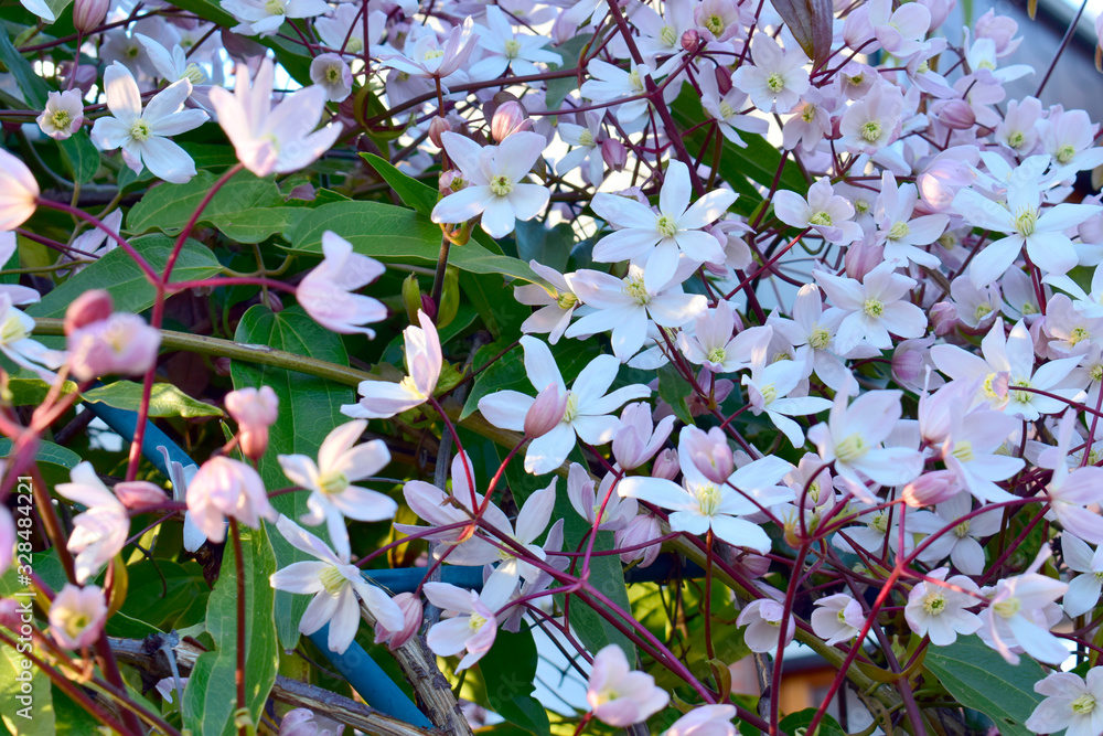 Apple Blossom