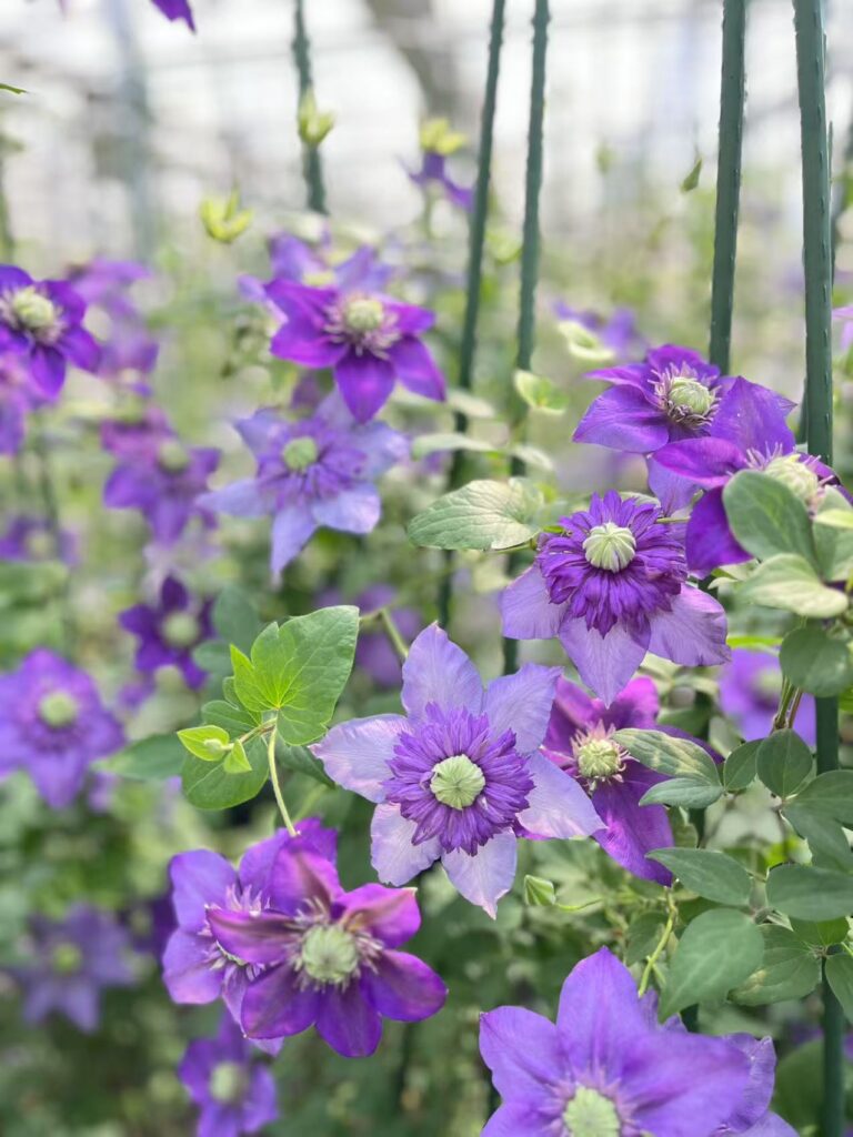 Song of the Mysterious Garden