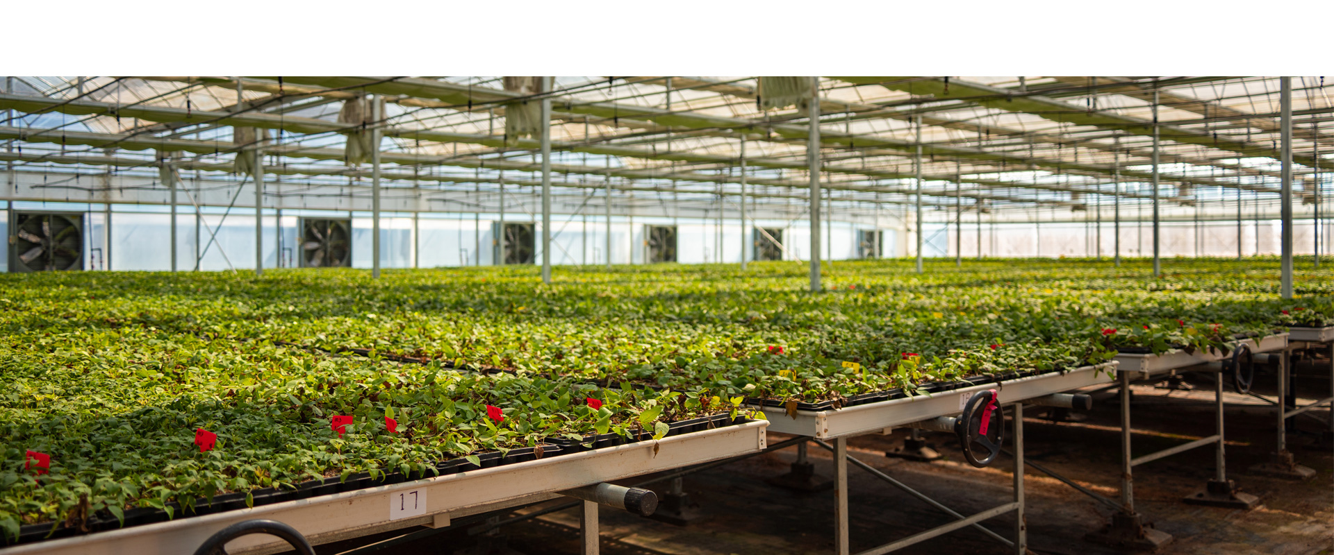 China's Leading Clematis Grower