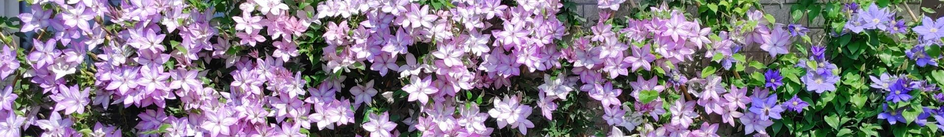 Palette - Lanxiu Gardening-Leading Clematis Stock Supplier from China