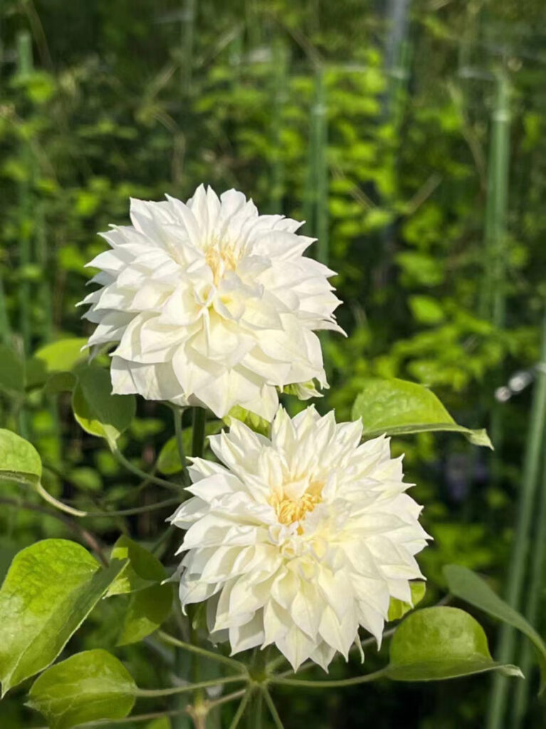 Duchess of Edinburgh