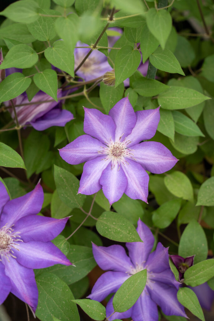 Purple Love