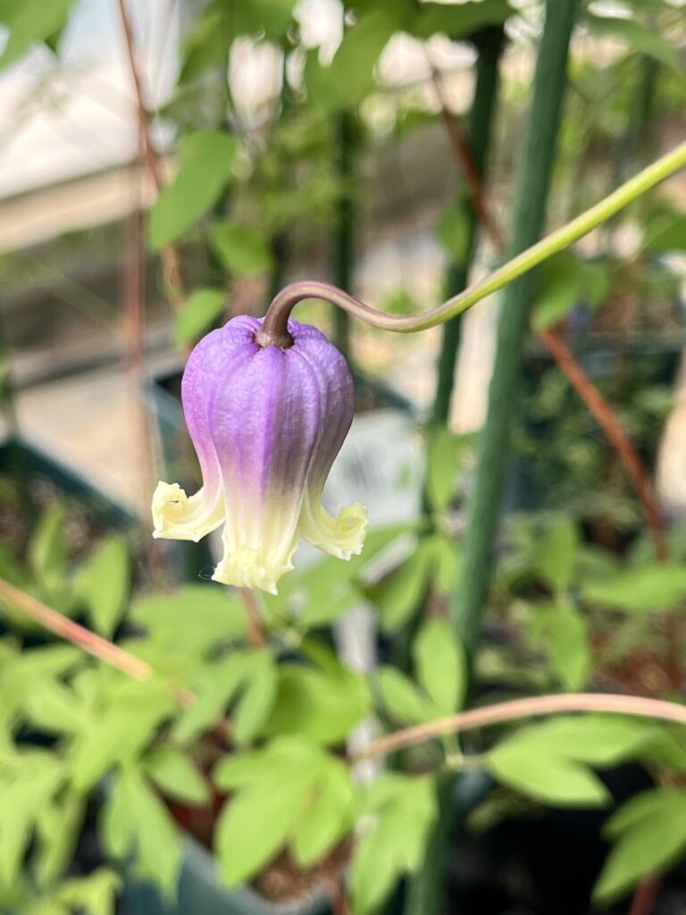 Misty Veil