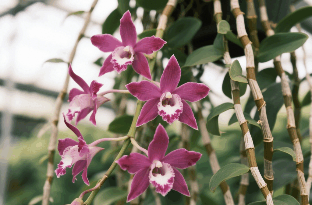Australian Dendrobium 