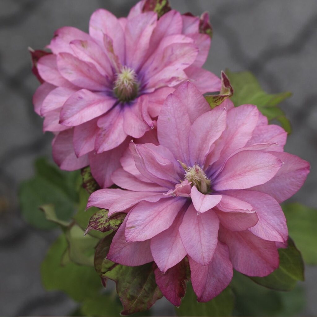 Pink Passion