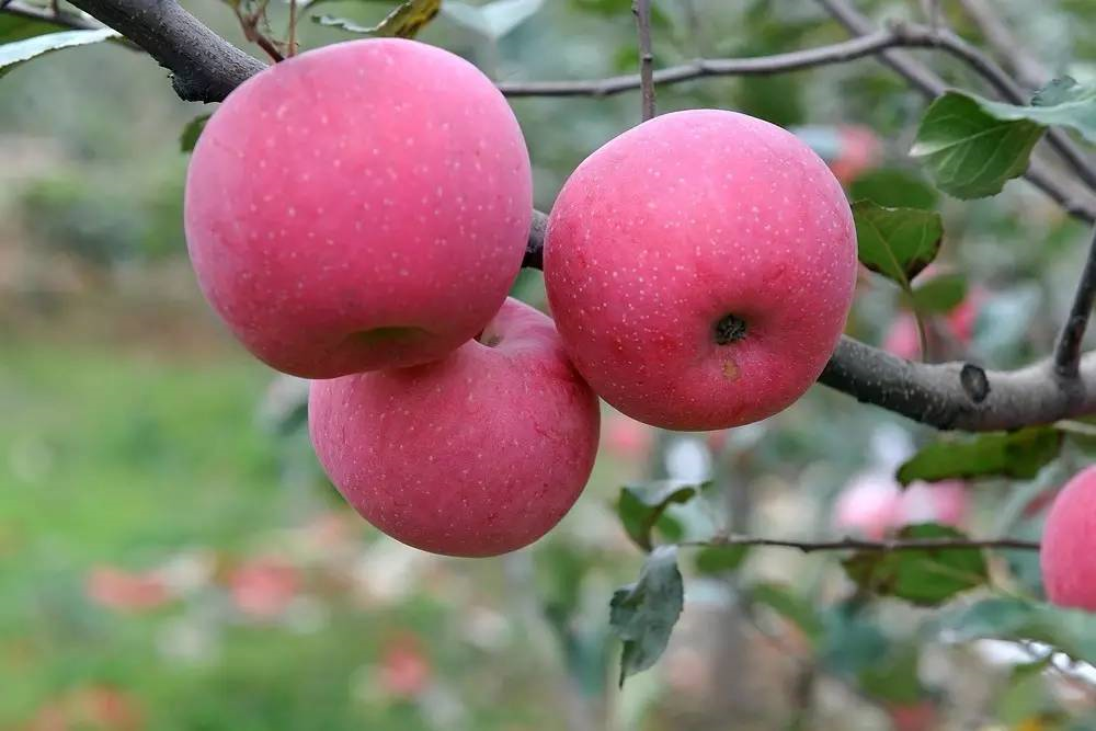 Apple 
