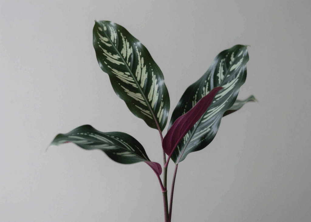 Maranta