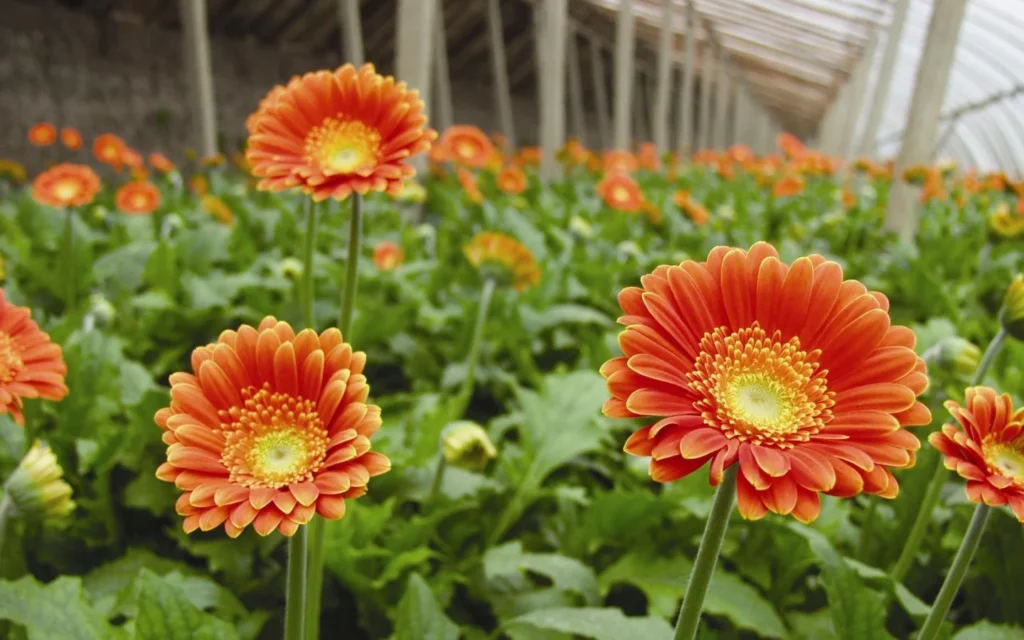 Gerbera
